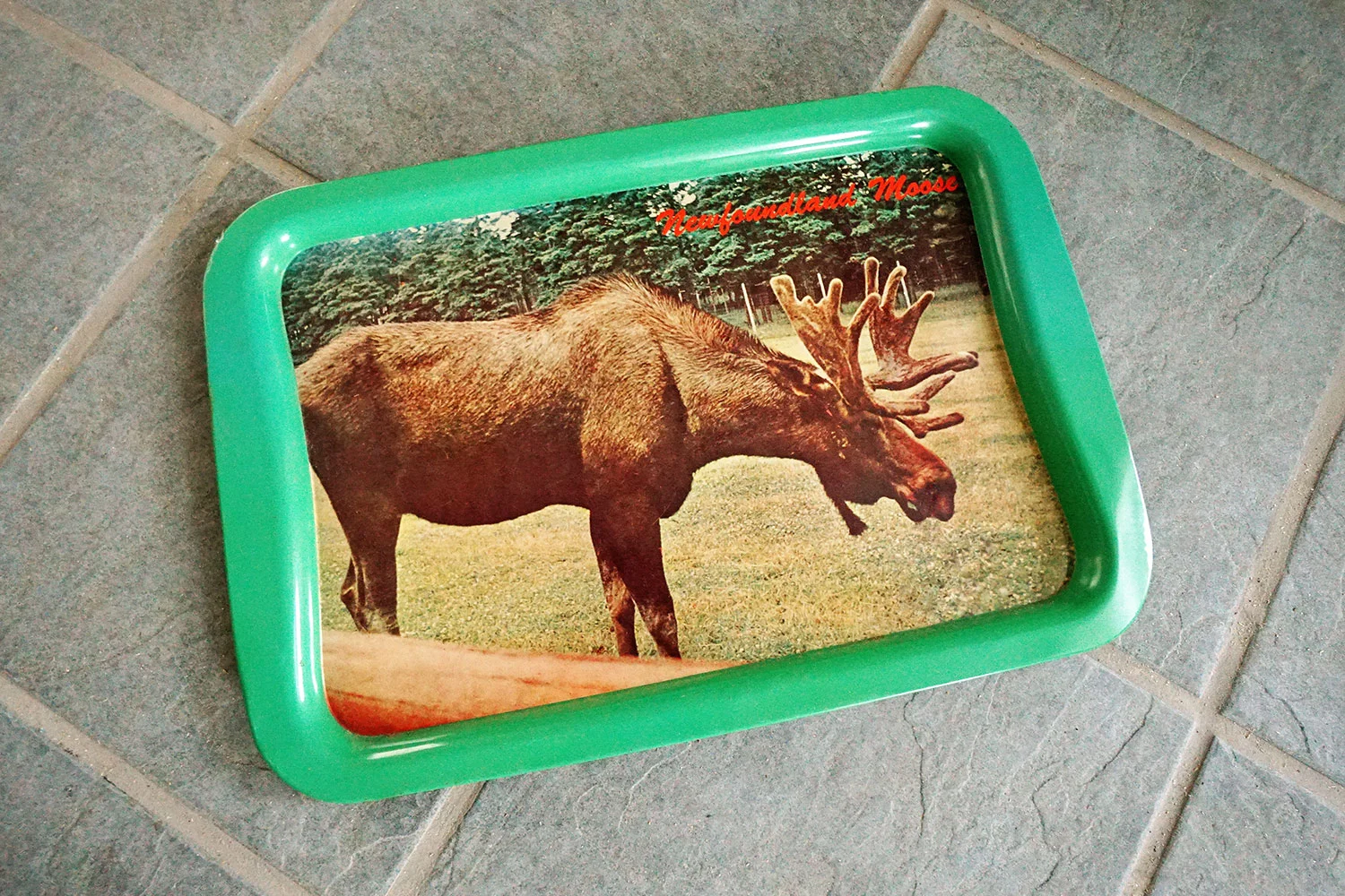 newfoundland moose