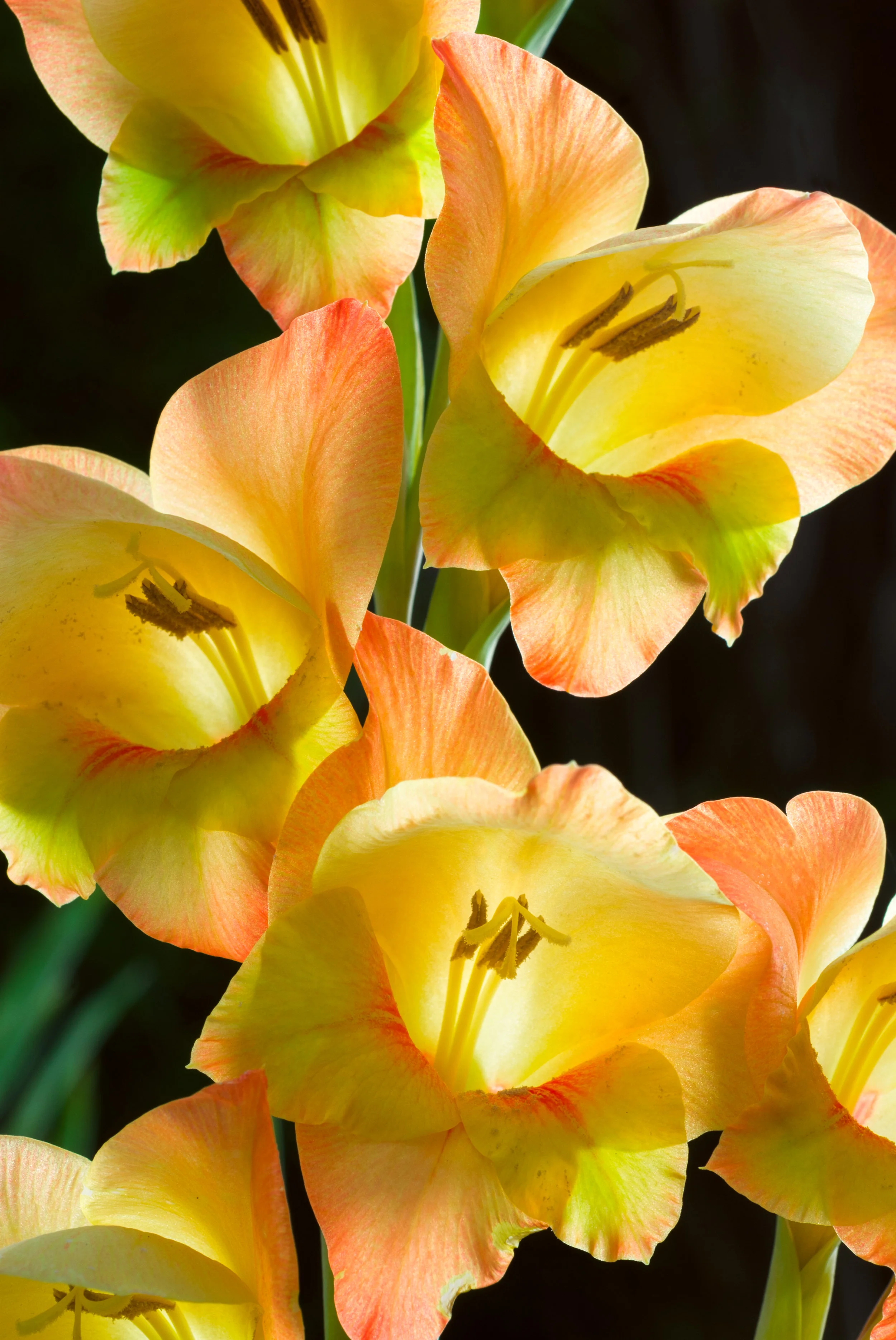 Gladiolus 'Boone' Painting
