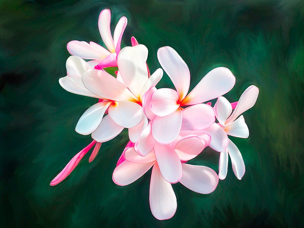 Plumeria Painting