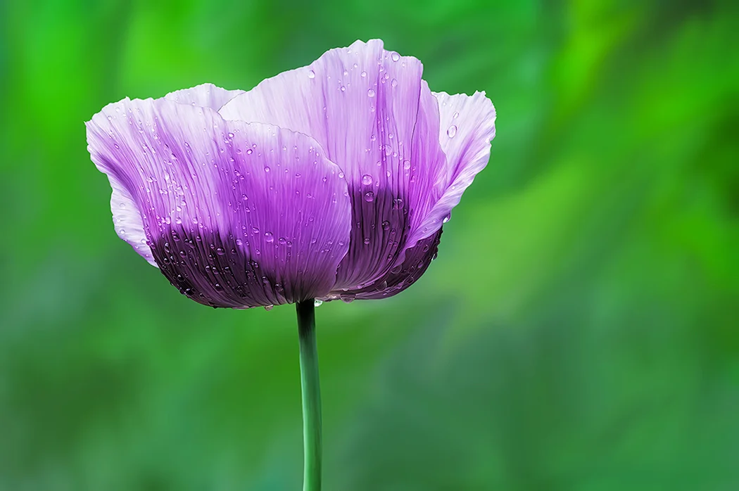 Purple Poppy
