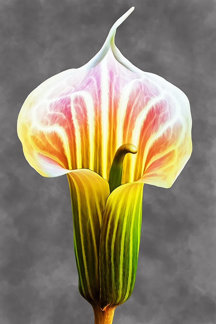 Arisaema Candidissima Painting