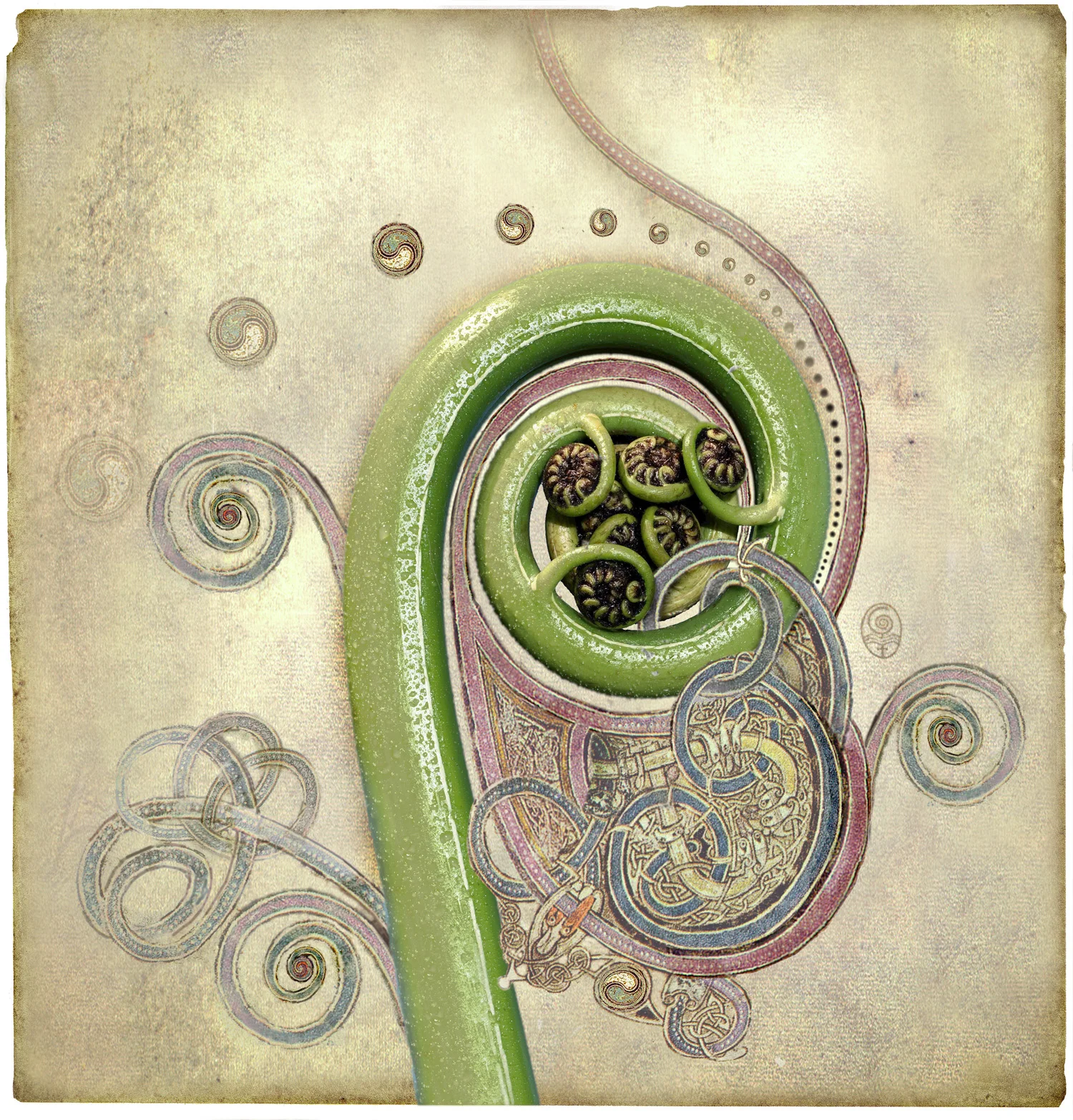 sacred spiral celticSG.jpg