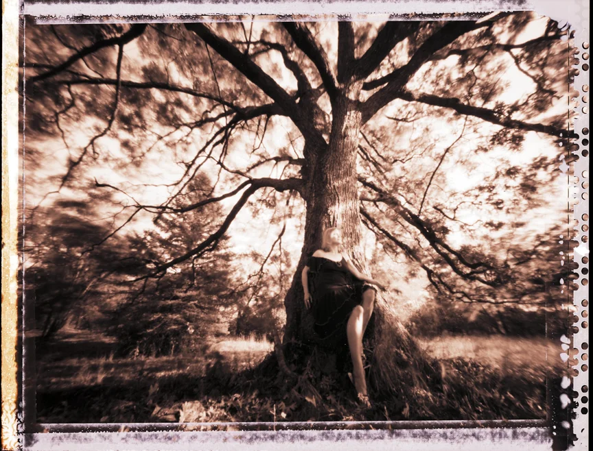 SilverwoodOak2w.jpg