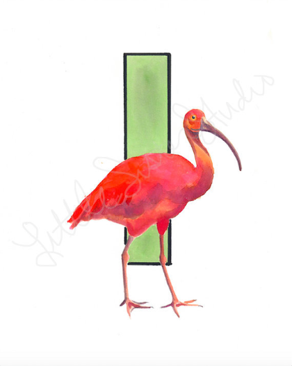 I is for Ibis