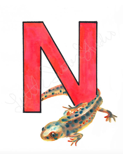 N is for Newt