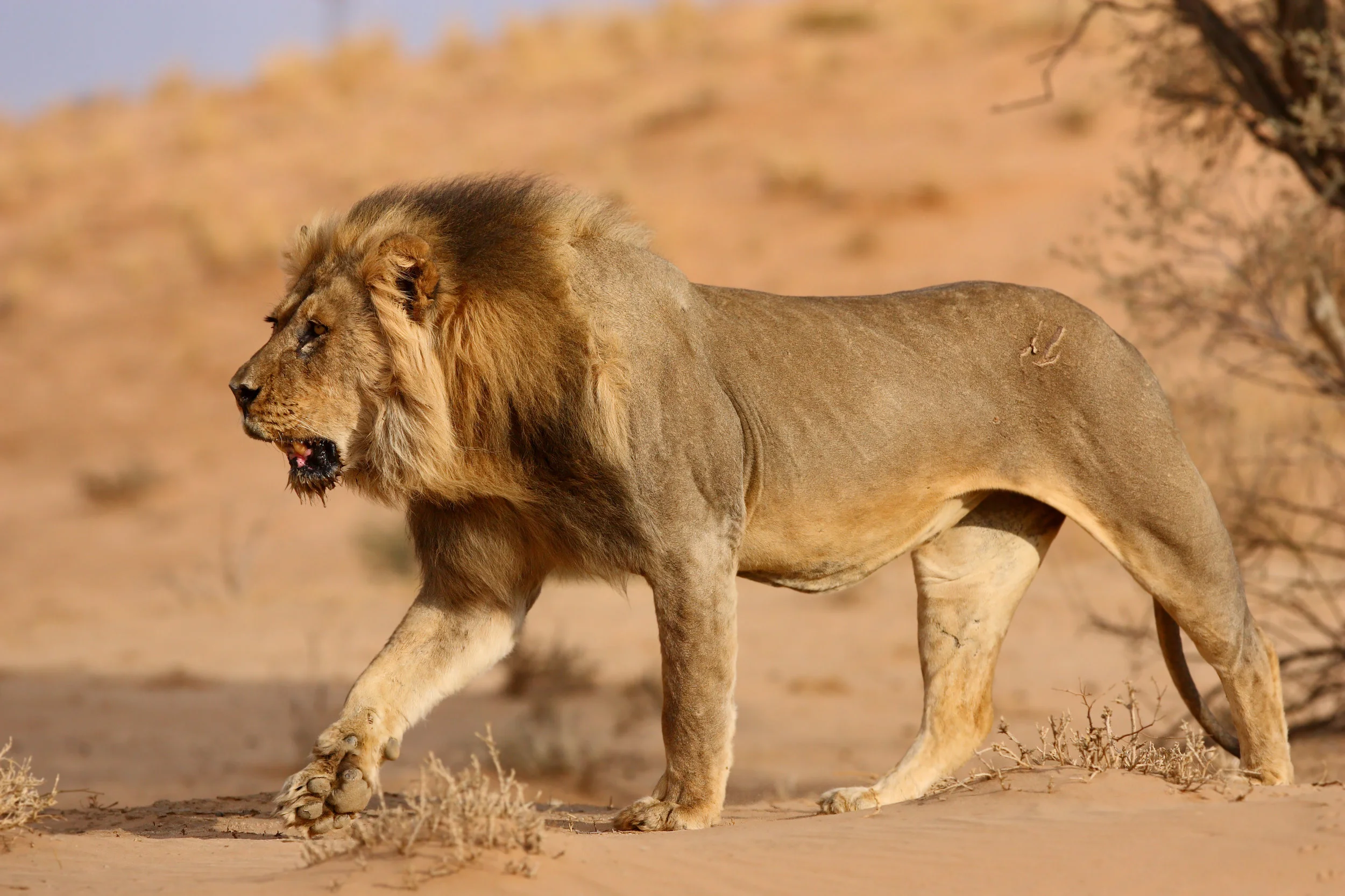 Photo by Johan Swanepoel/iStock / Getty Images