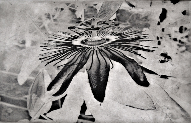 Still, Some Passion Photopolymer