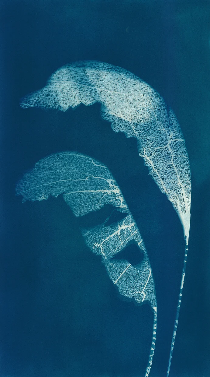 Heliconia Fans Cyanotype