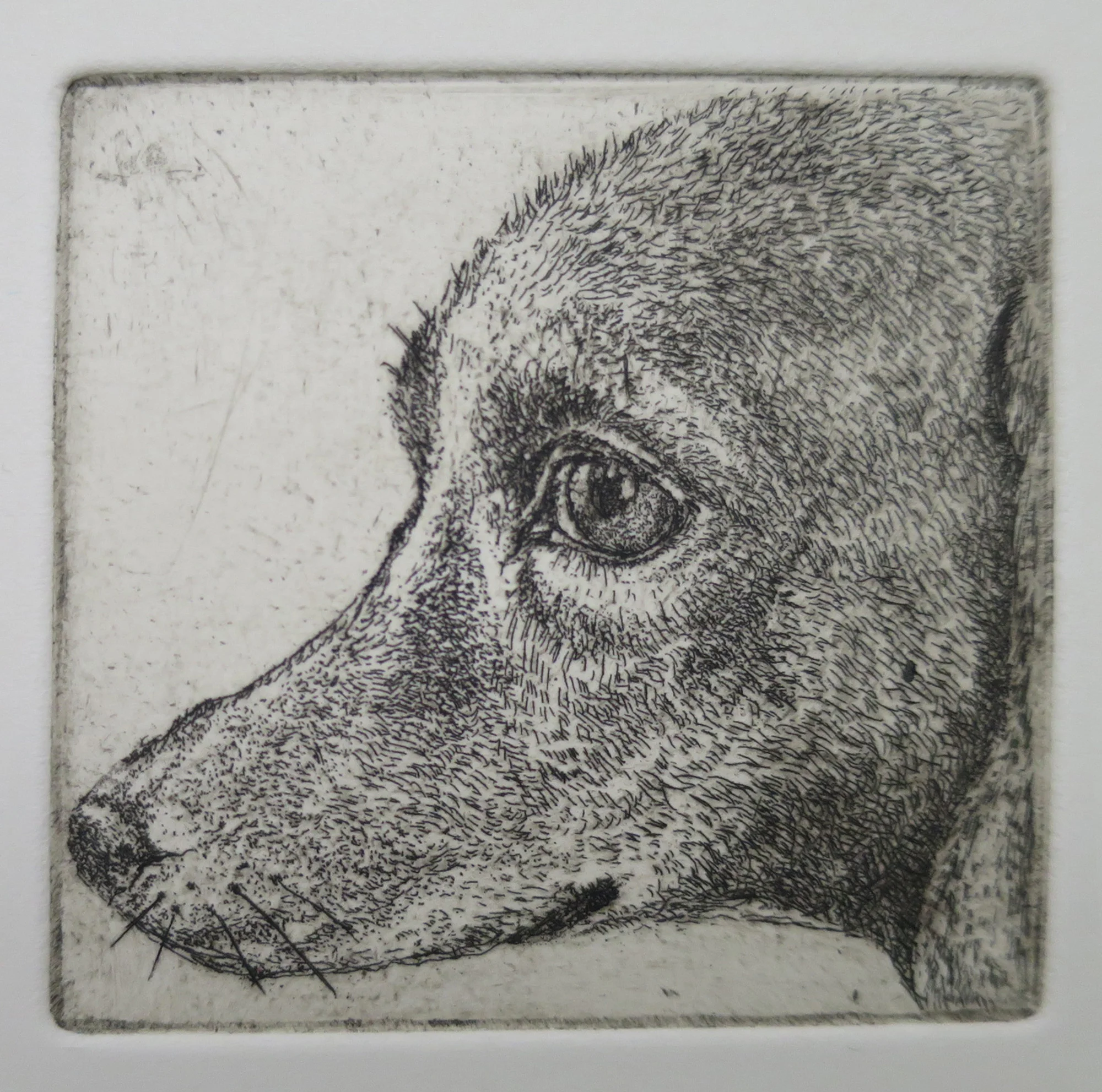 Head of dog Etching