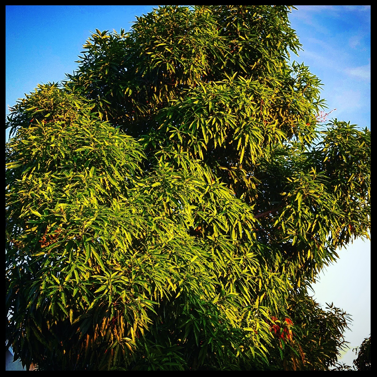 I bet you didn't know you could learn so much from a mango tree!