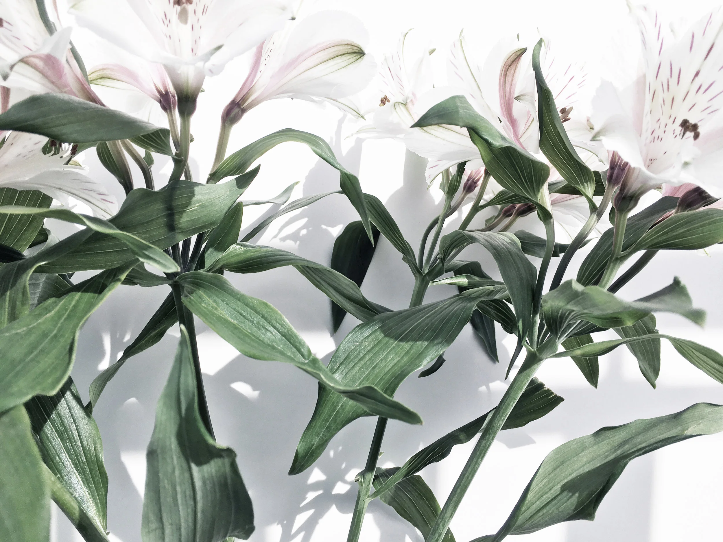 flowerlayer.jpg