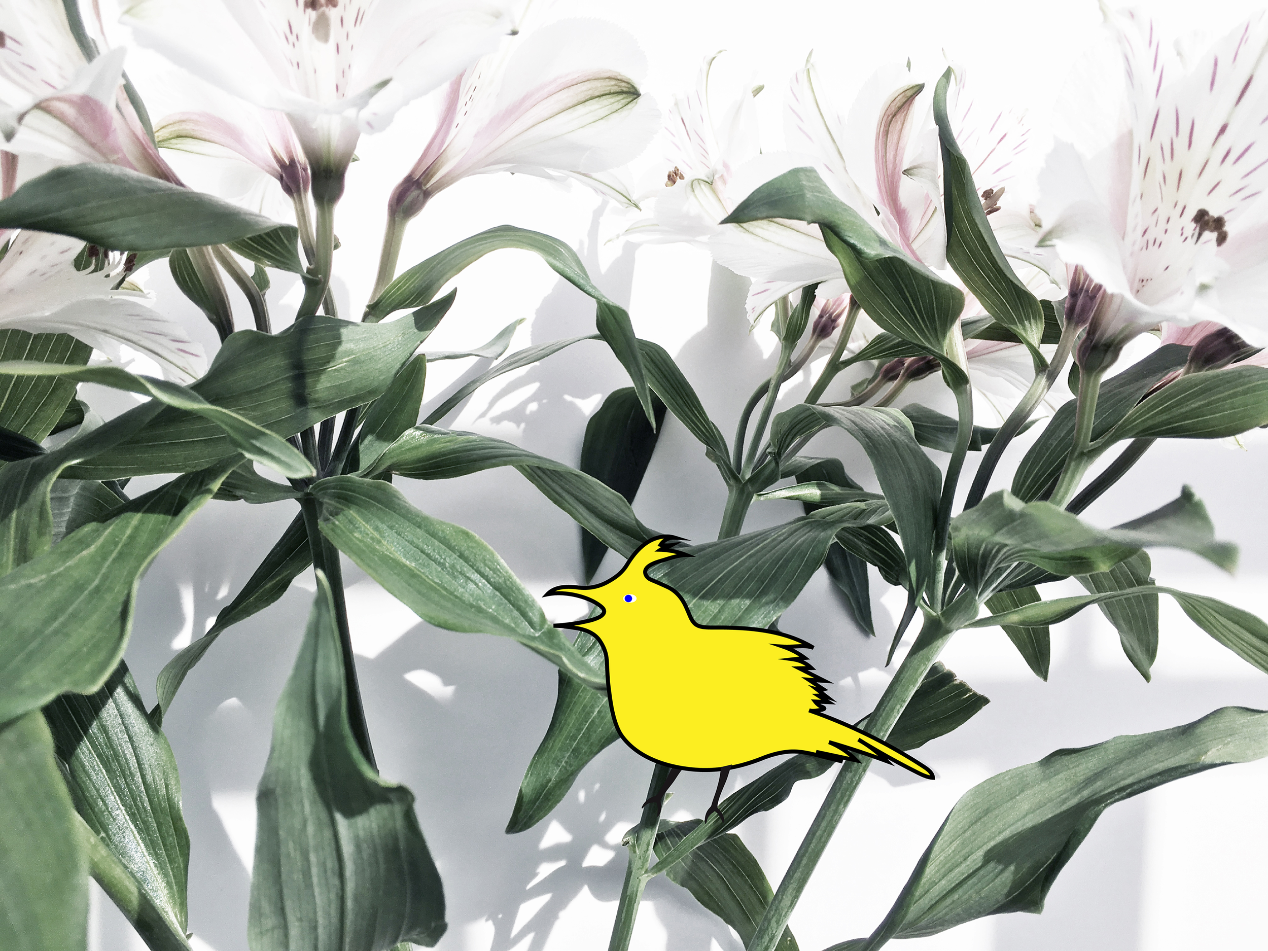 Cover page with yellow skylark pos 1.png