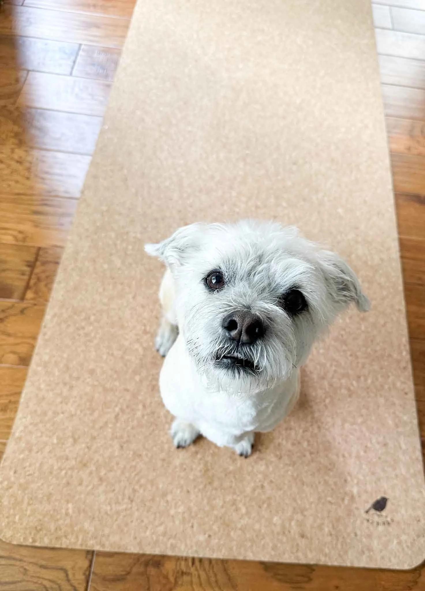 jimmie on cork yoga mat
