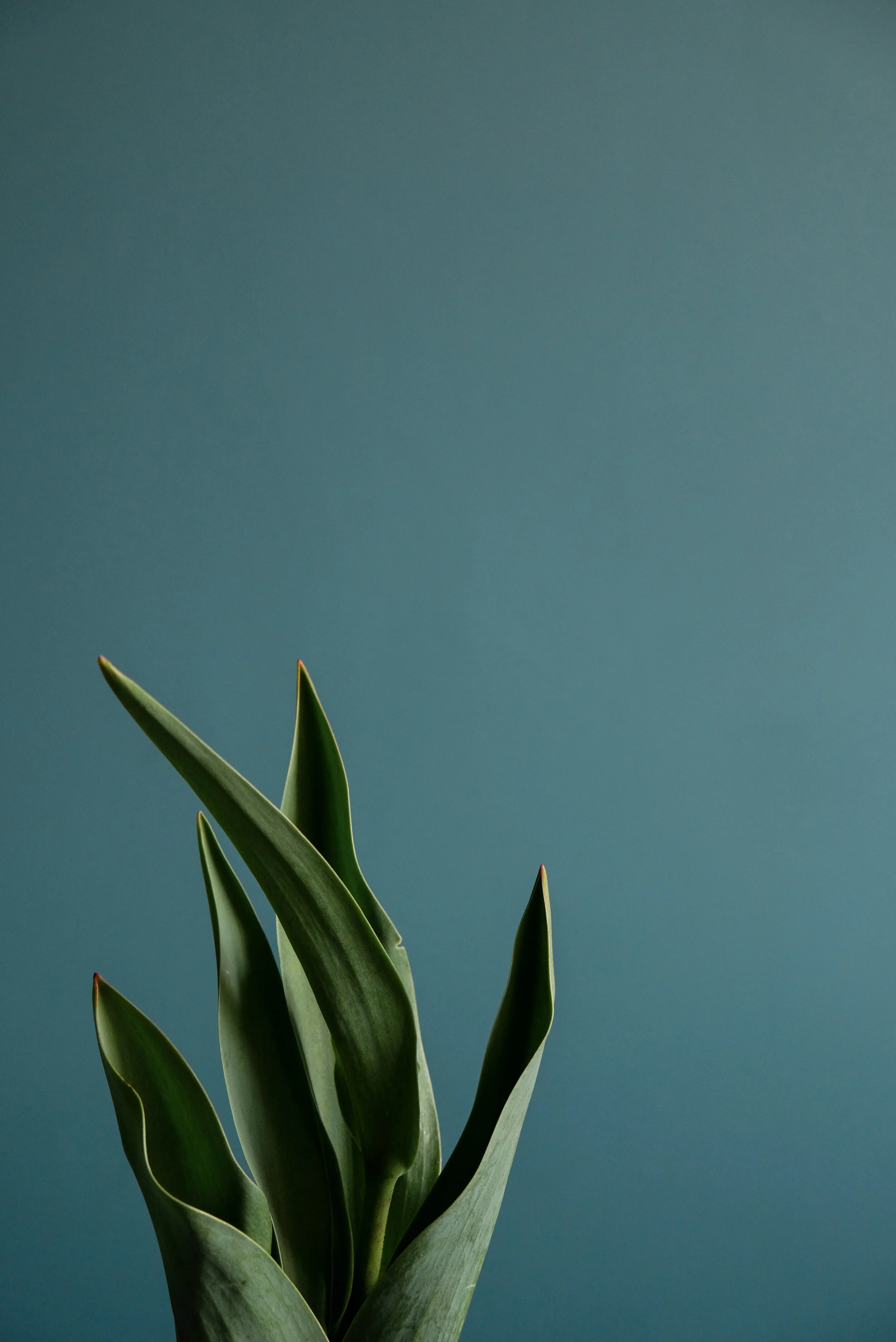 What is the Sustainable Fashion Movement?