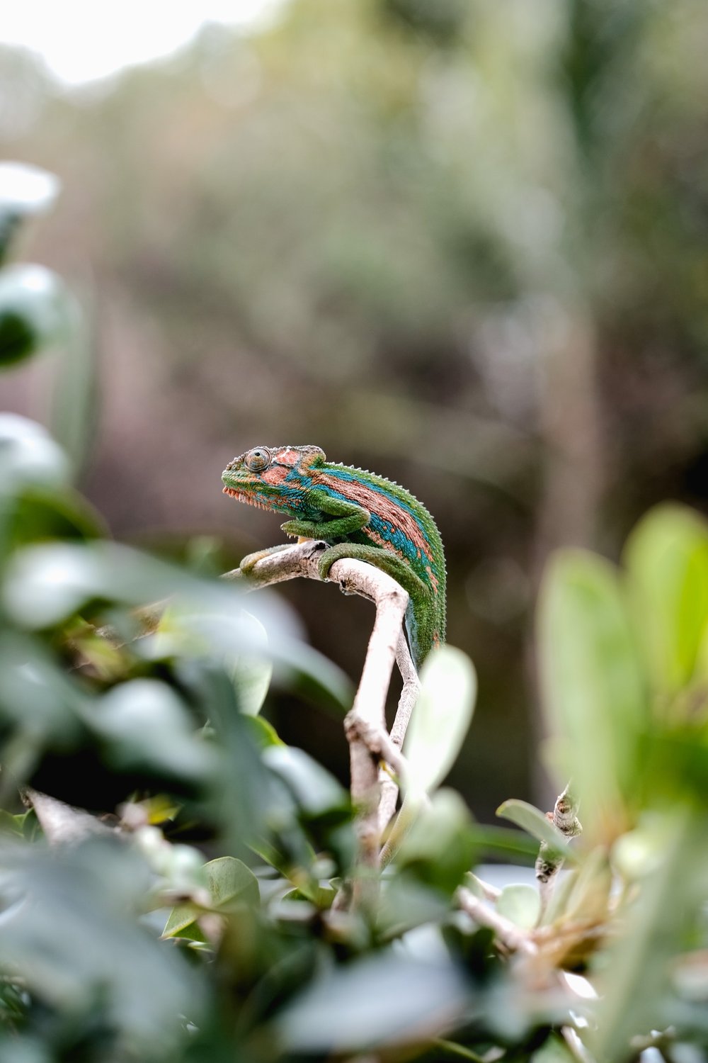 10 Safe & Non-toxic Plants for Chameleons