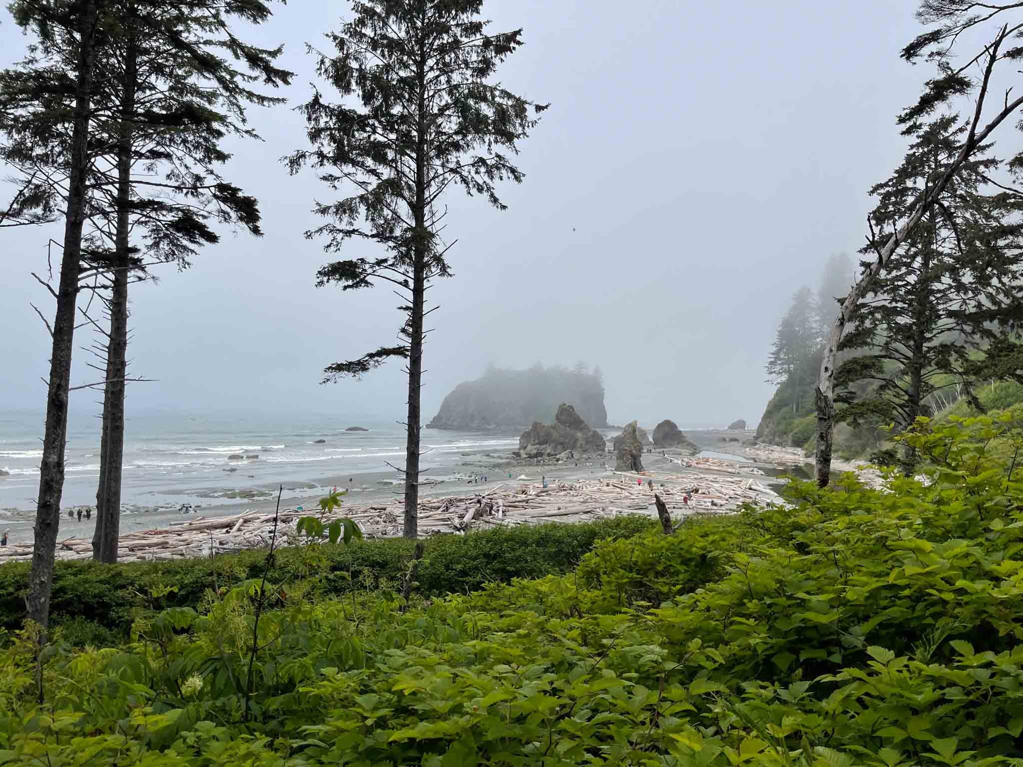 ruby beach with drift wood