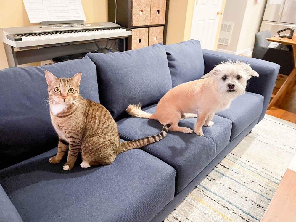 Pets on sofa with upcycled polyester fabric