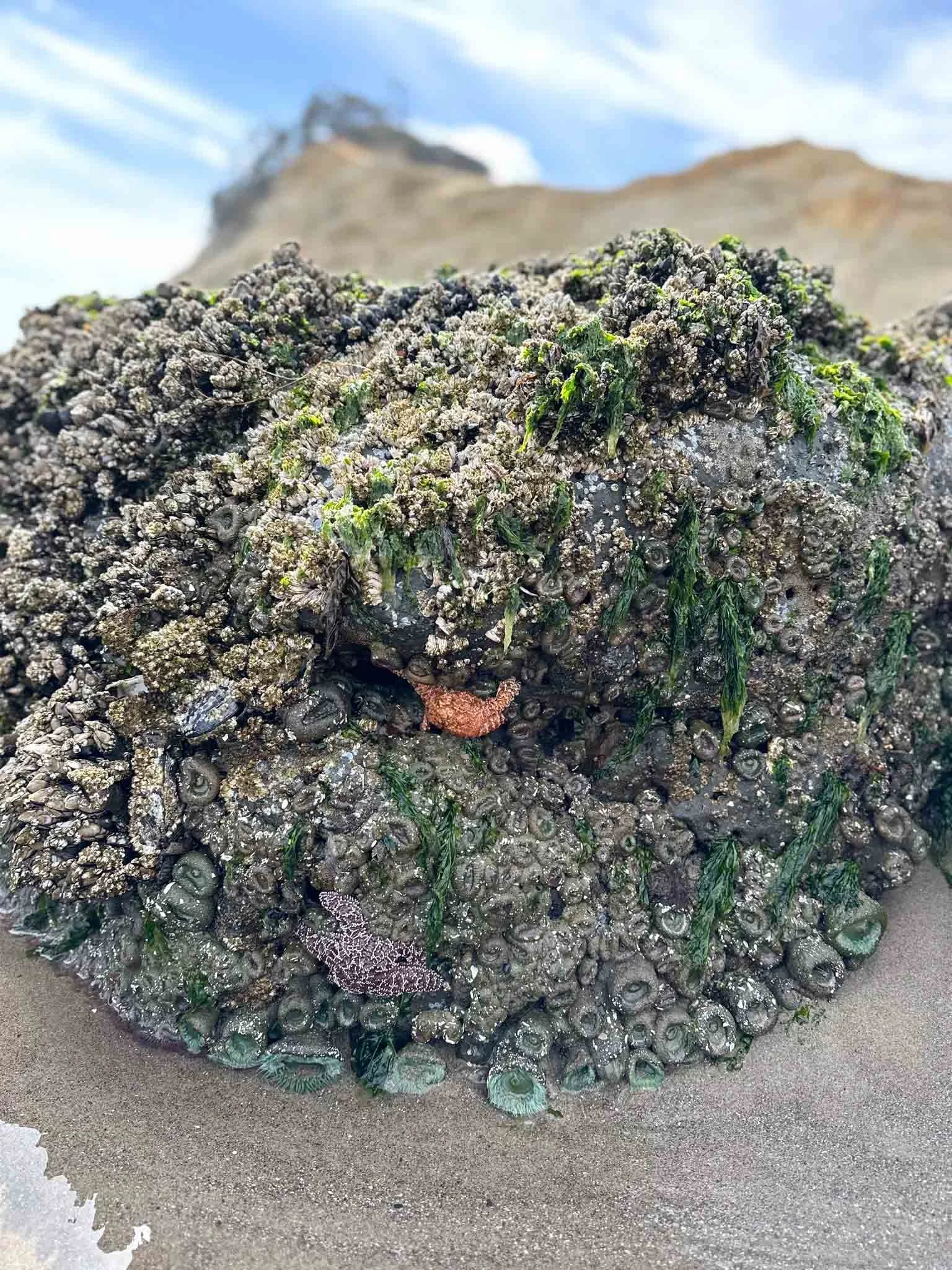 tide pools at Cape Kiwanda.jpg