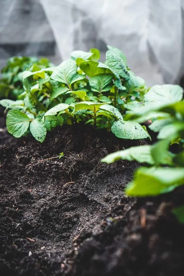 The Best Organic Potting Soil for Herbs