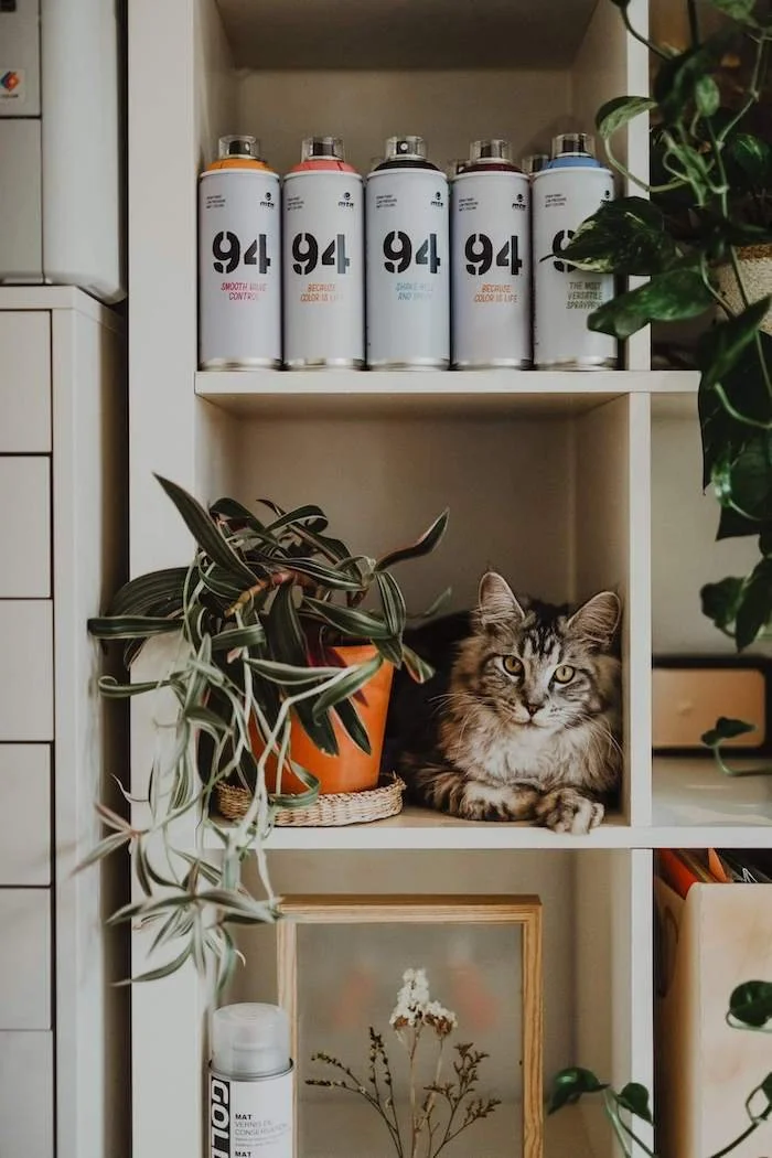 The 6 Best Non-Toxic Succulents Safe for Cats