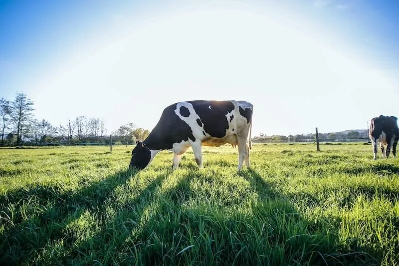 Why Choosing Organic Meat Matters for More Eco Conscious Cooking