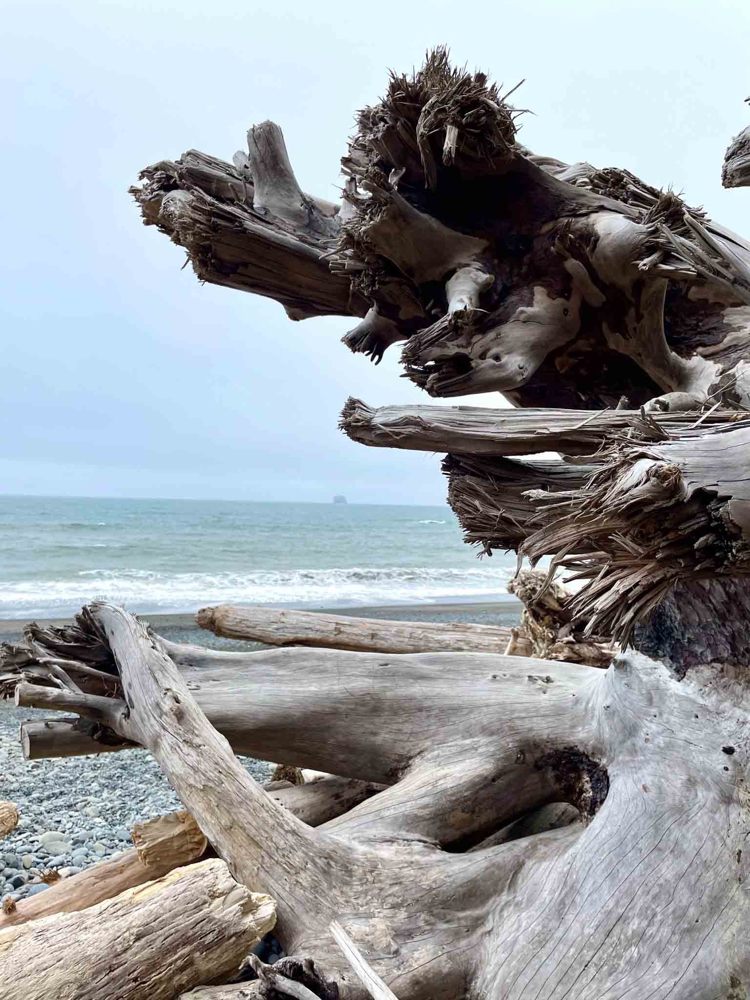 ruby beach driftwood