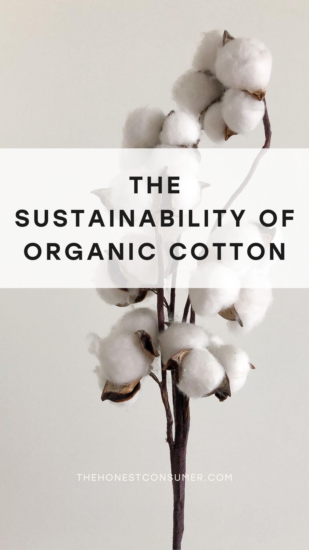 Why is Organic Cotton a Better Choice Over Conventional Cotton? — The  Honest Consumer