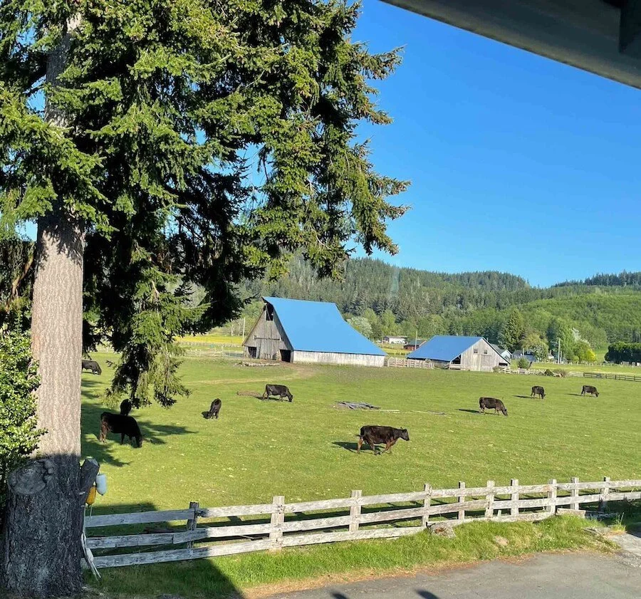 view from elk room at miller tree inn