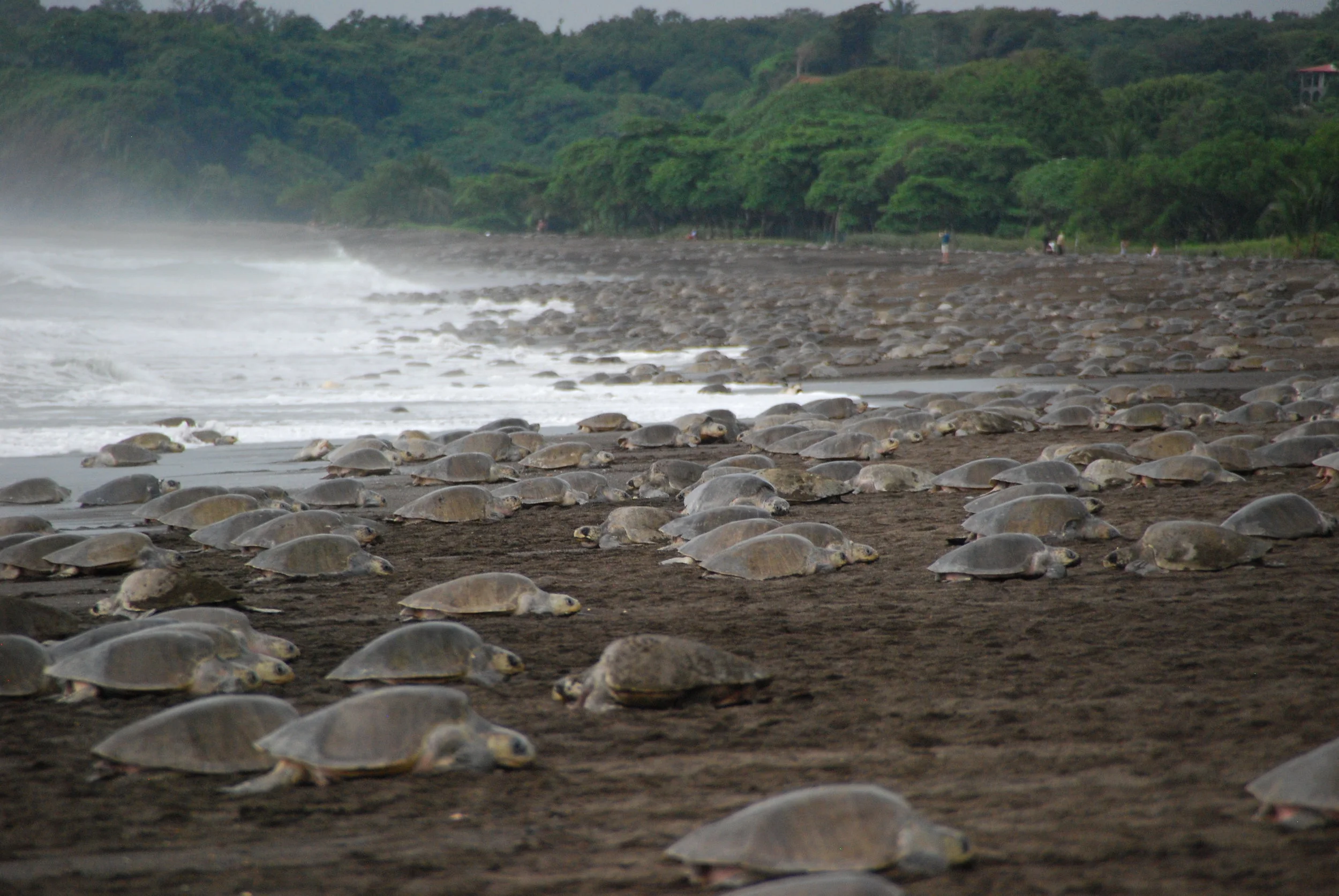  As night falls, more turtles arrive, covering the beach until there is nowhere left to stand.&nbsp;       
