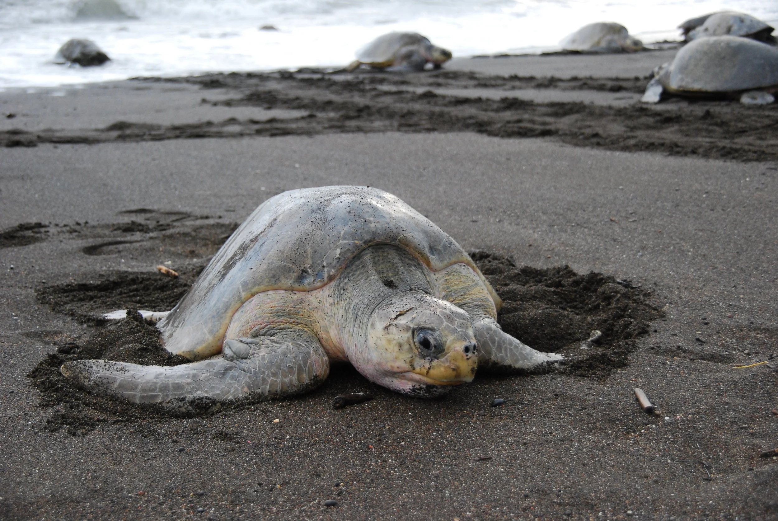  One by one, the turtles arrive.&nbsp;       