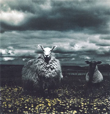 sheep jpg