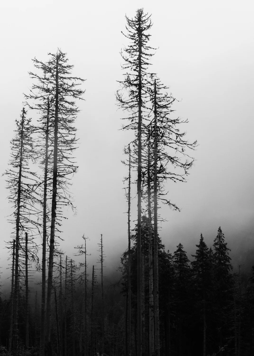 _DSC1918-Edit.jpg