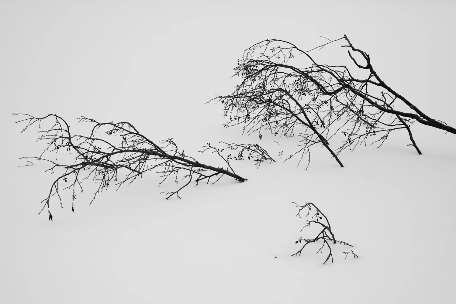 _DSC5132-Edit.jpg
