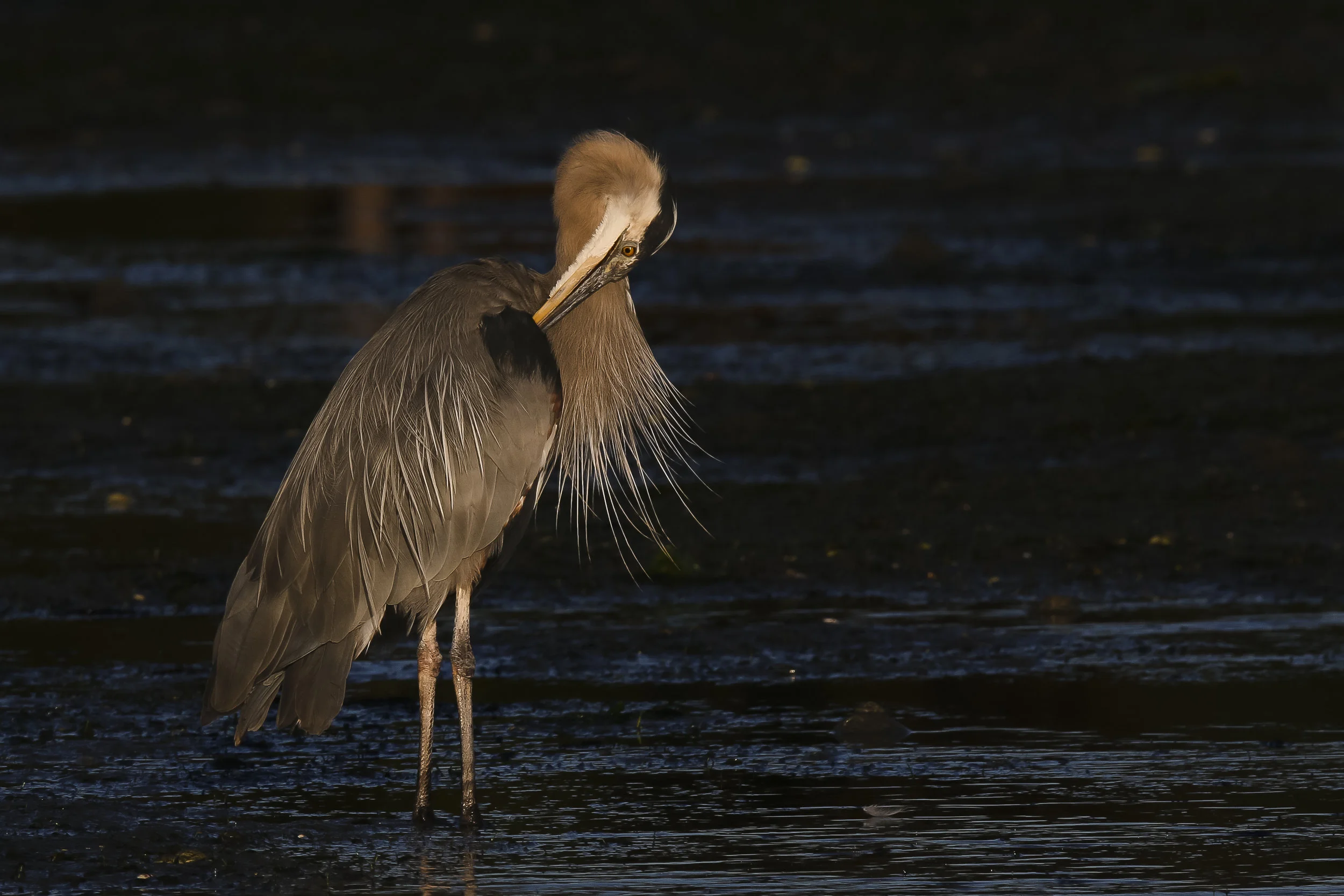 Print - Early Morning Illumination