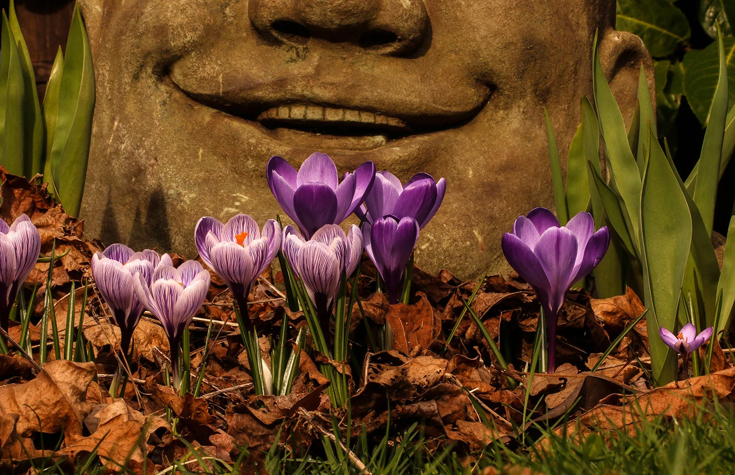 Print - Buddha's Smile