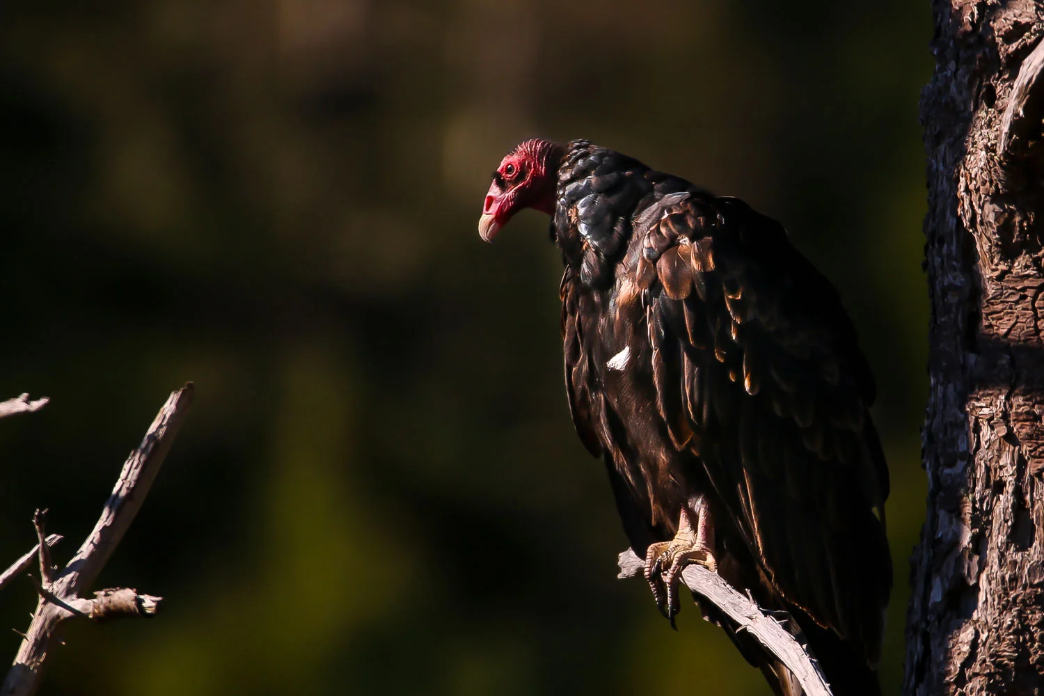 Print - Cathartes Aura