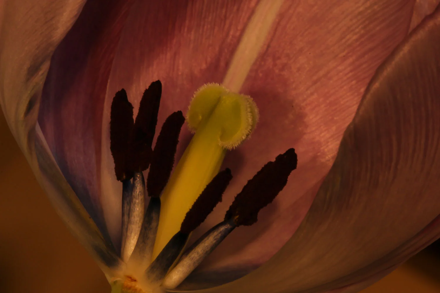 Print - Inner Landscape