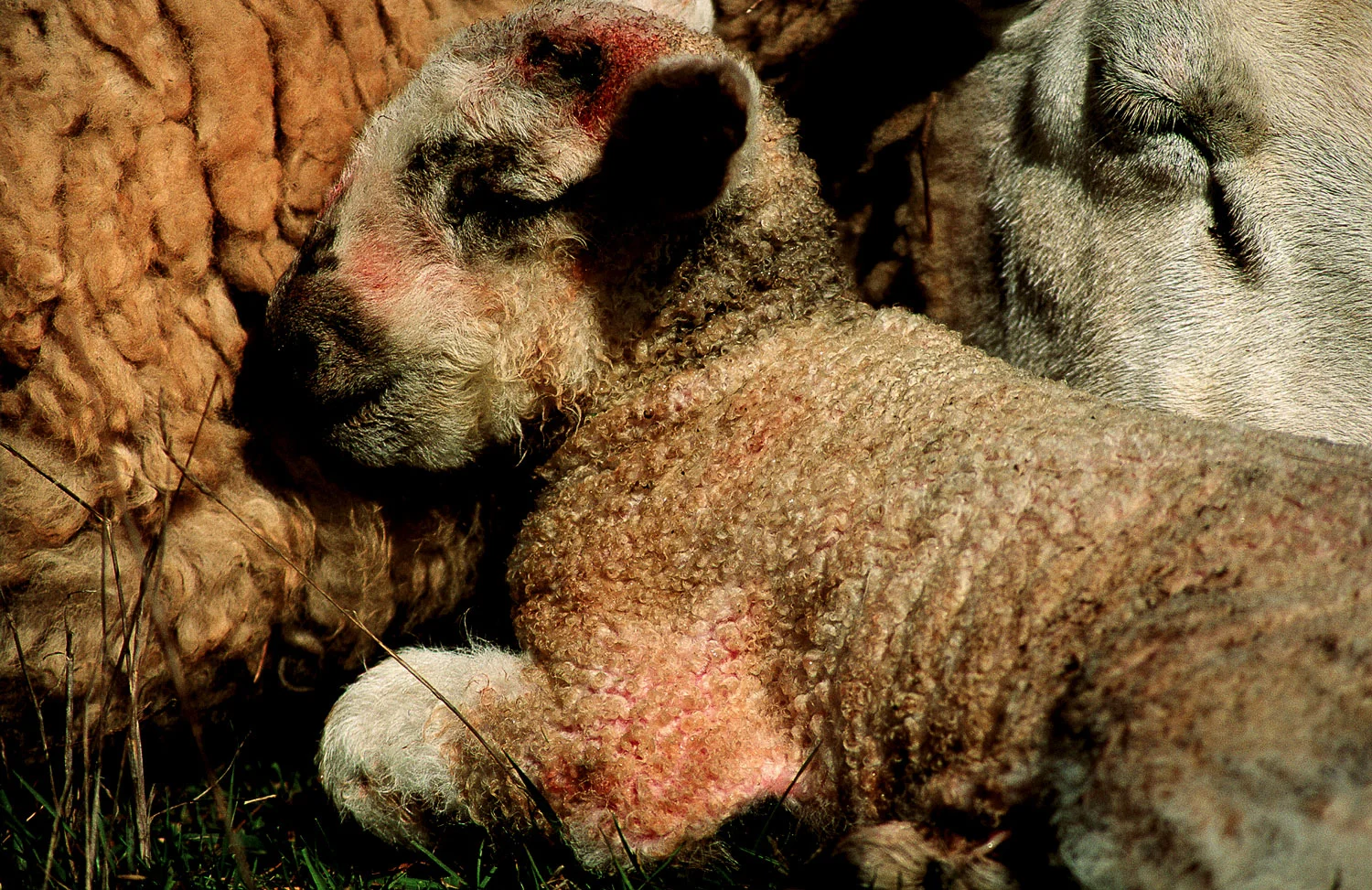 Print - Madonna & Child