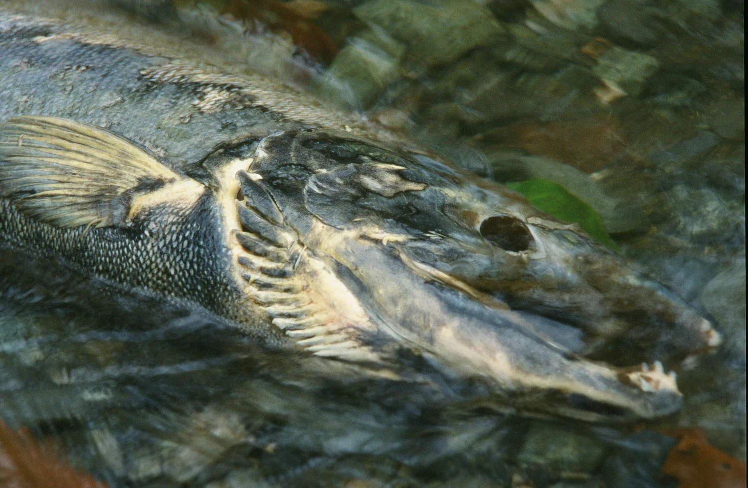 Print - Returning to the River