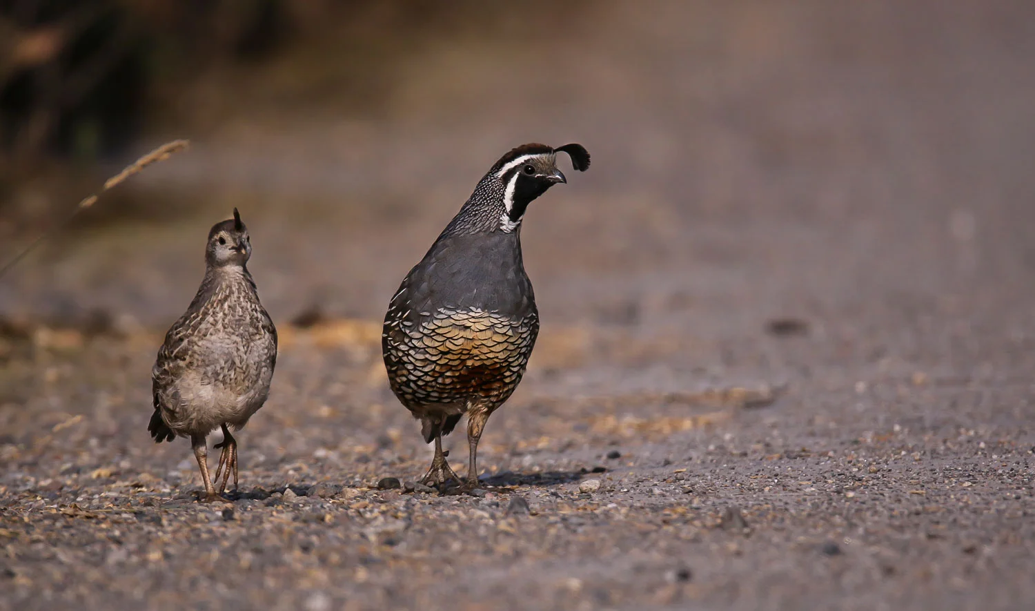 Print - Side by Side