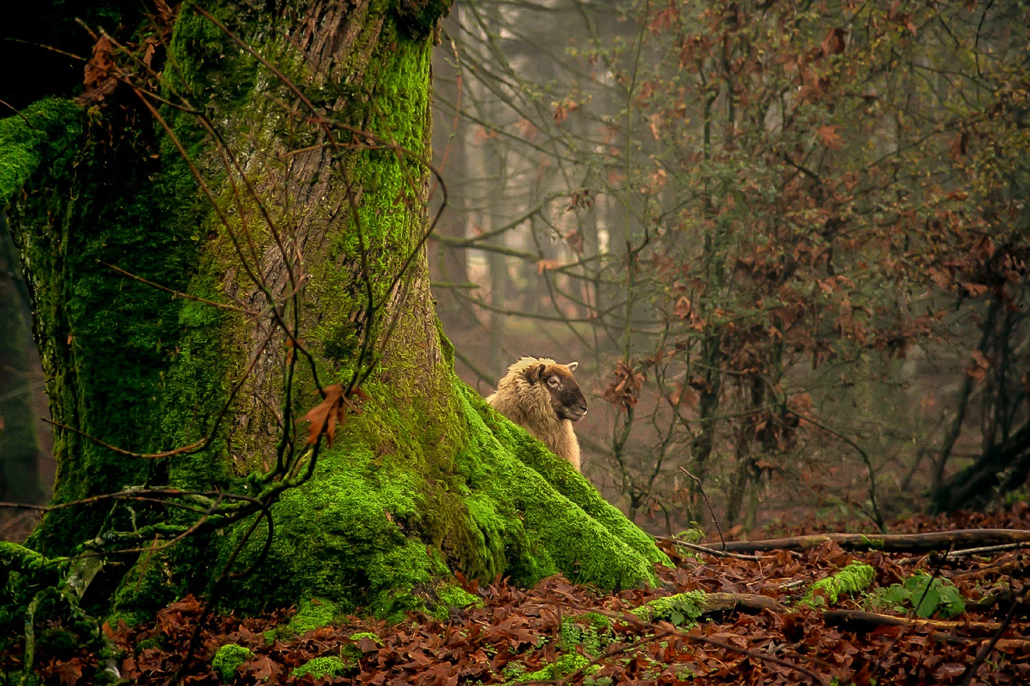 Print - Unexpected Treasure