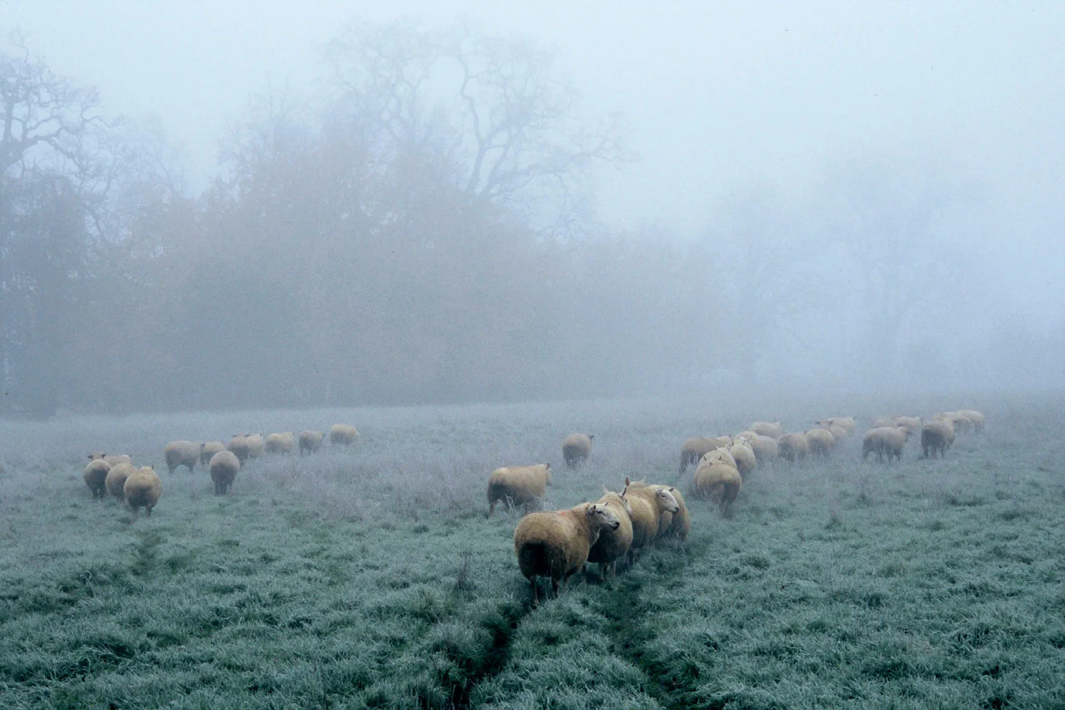 Print - The Followed Flock