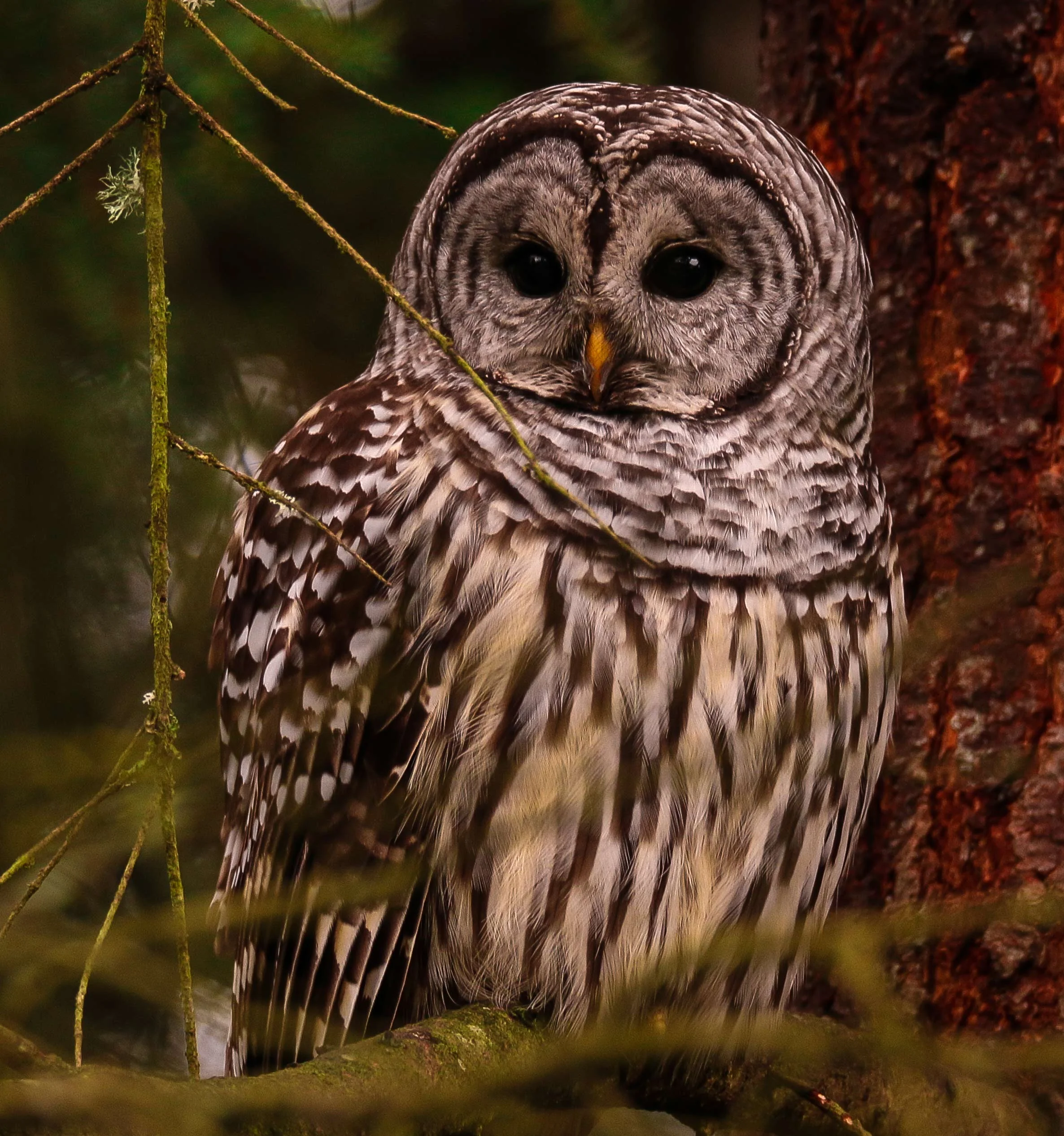 IMG_8273-Owl.jpg