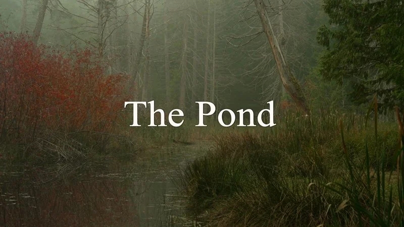 The Pond
