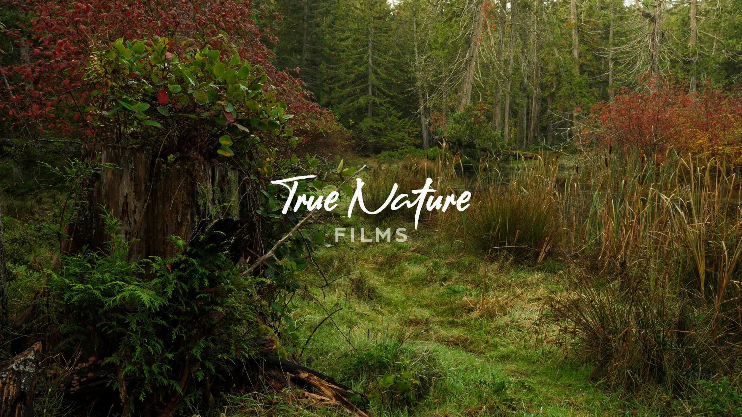 TrueNature-Films-Banner-Image_webwithlogo.jpg