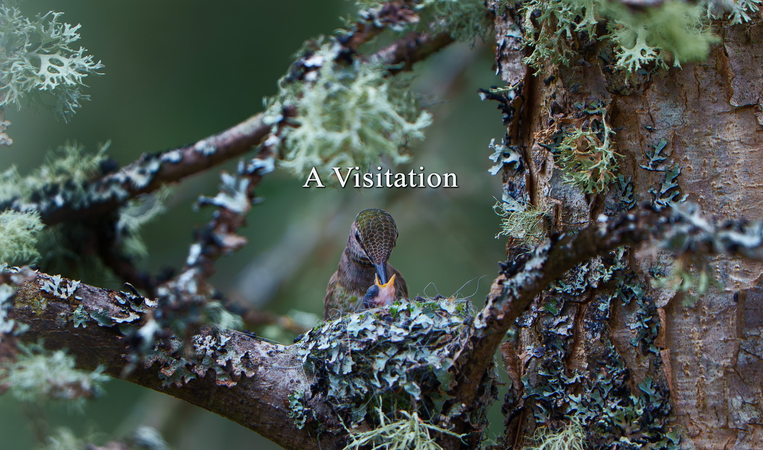 Visitation-still-6.jpg