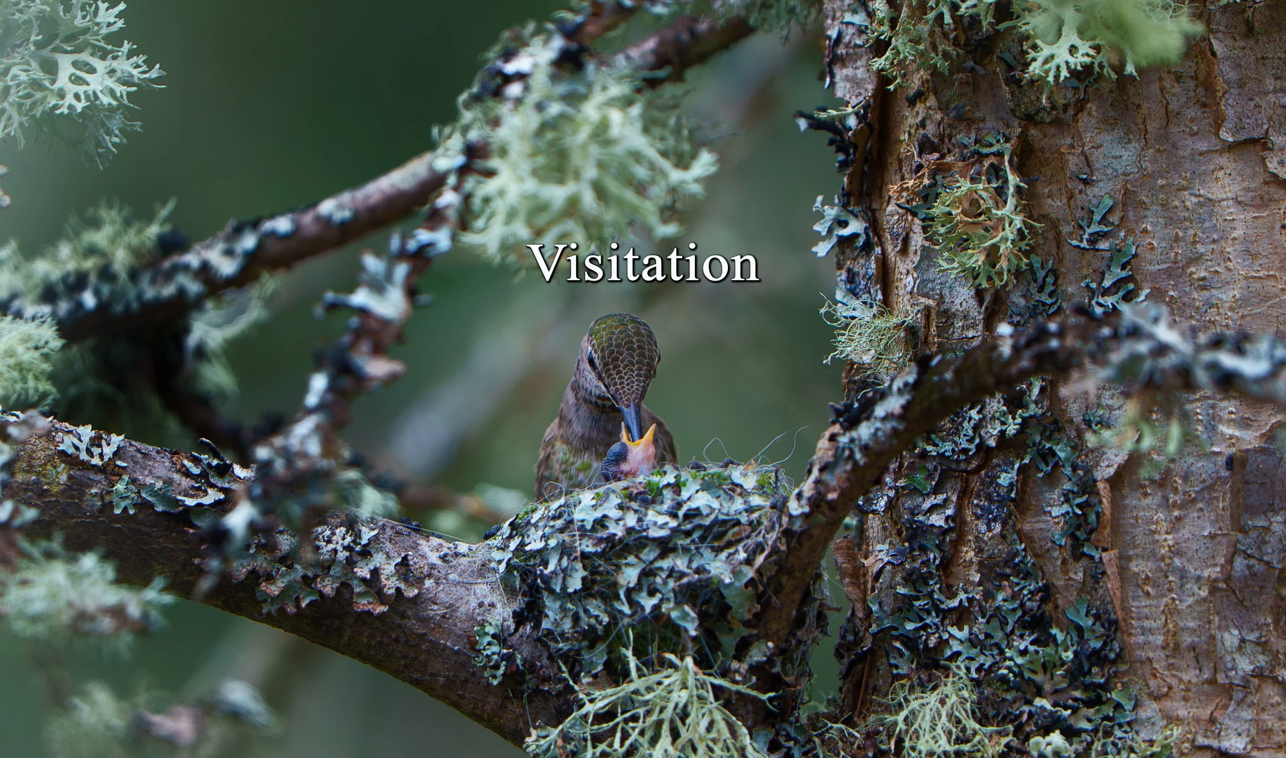 Visitation-Still-3.jpg