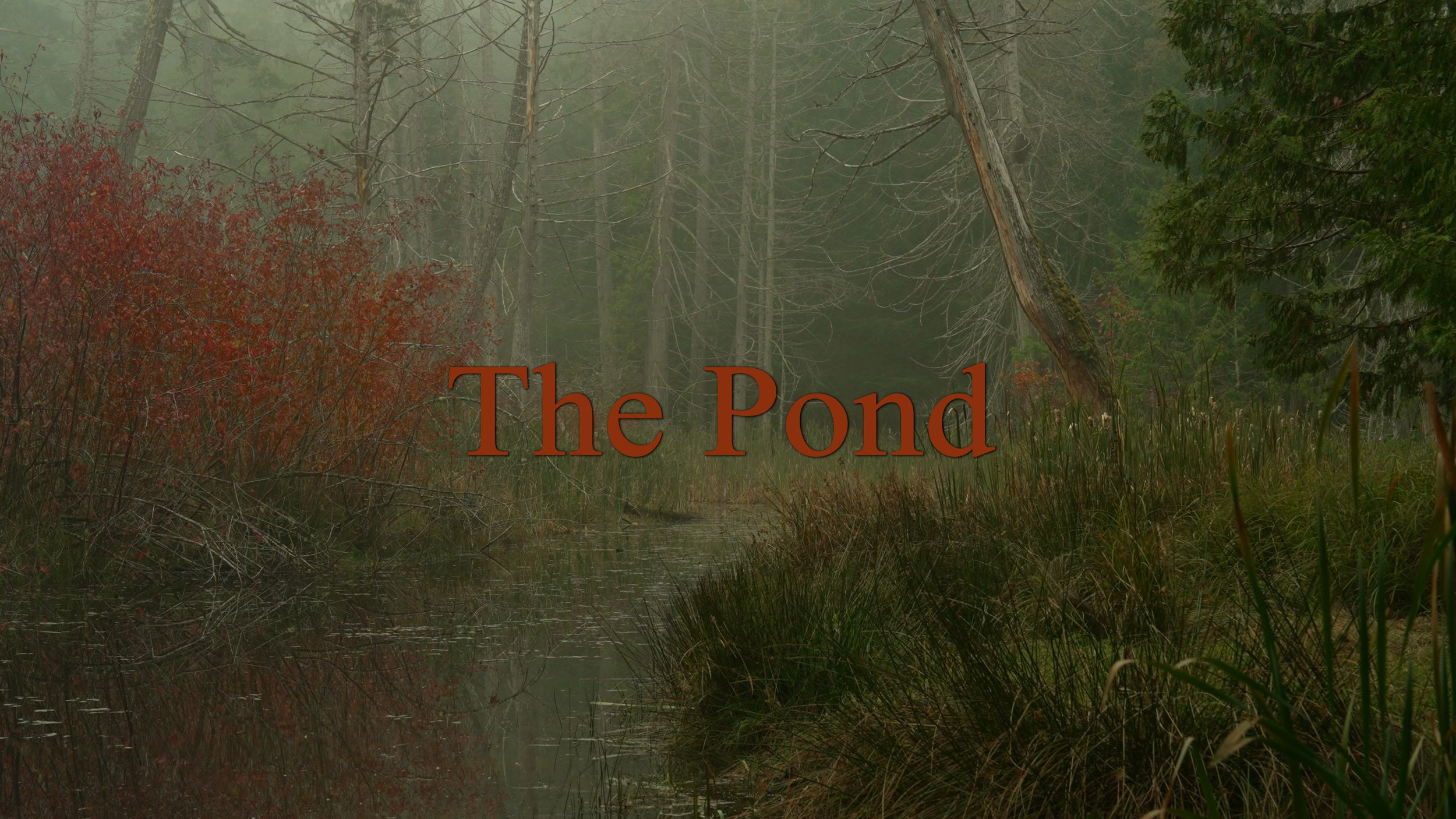 Pond-Title.jpg