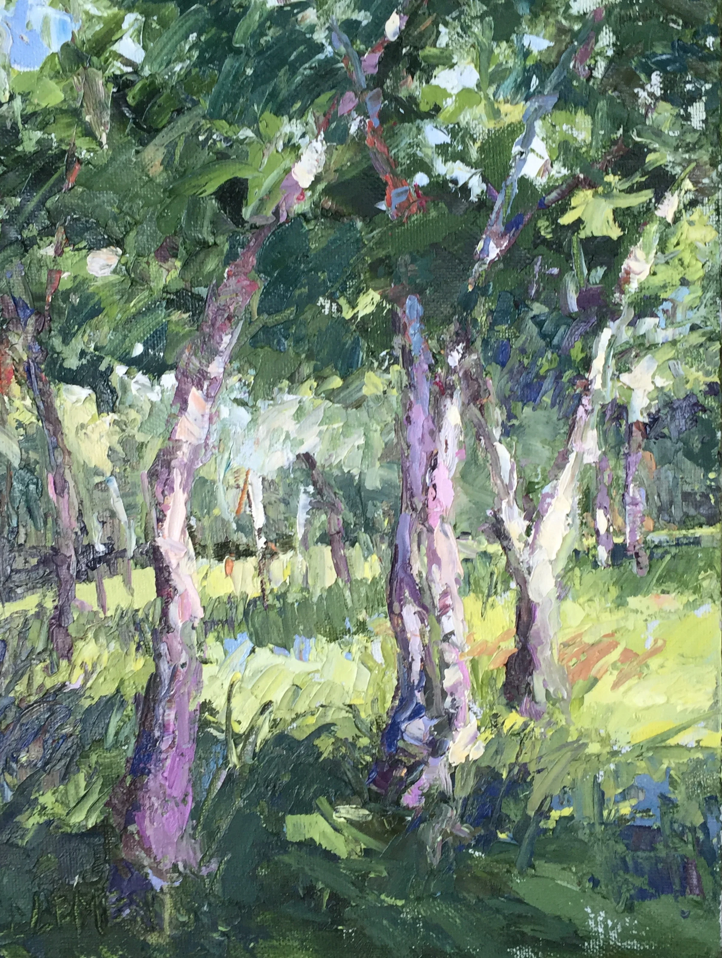 Birches