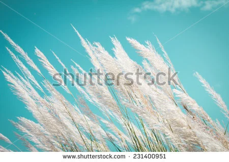 stock-photo-abstract-softness-white-feather-grass-with-retro-sky-blue-background-and-space-231400951.jpg